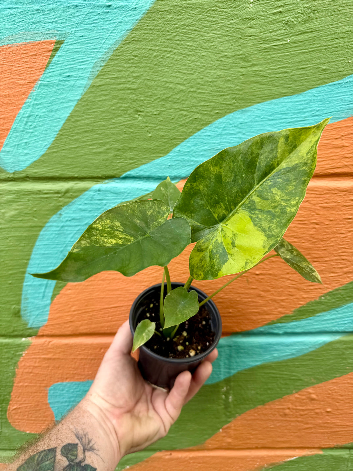 4" Alocasia gageana (aurea/yellow variegated) - Canopy Plant Co.