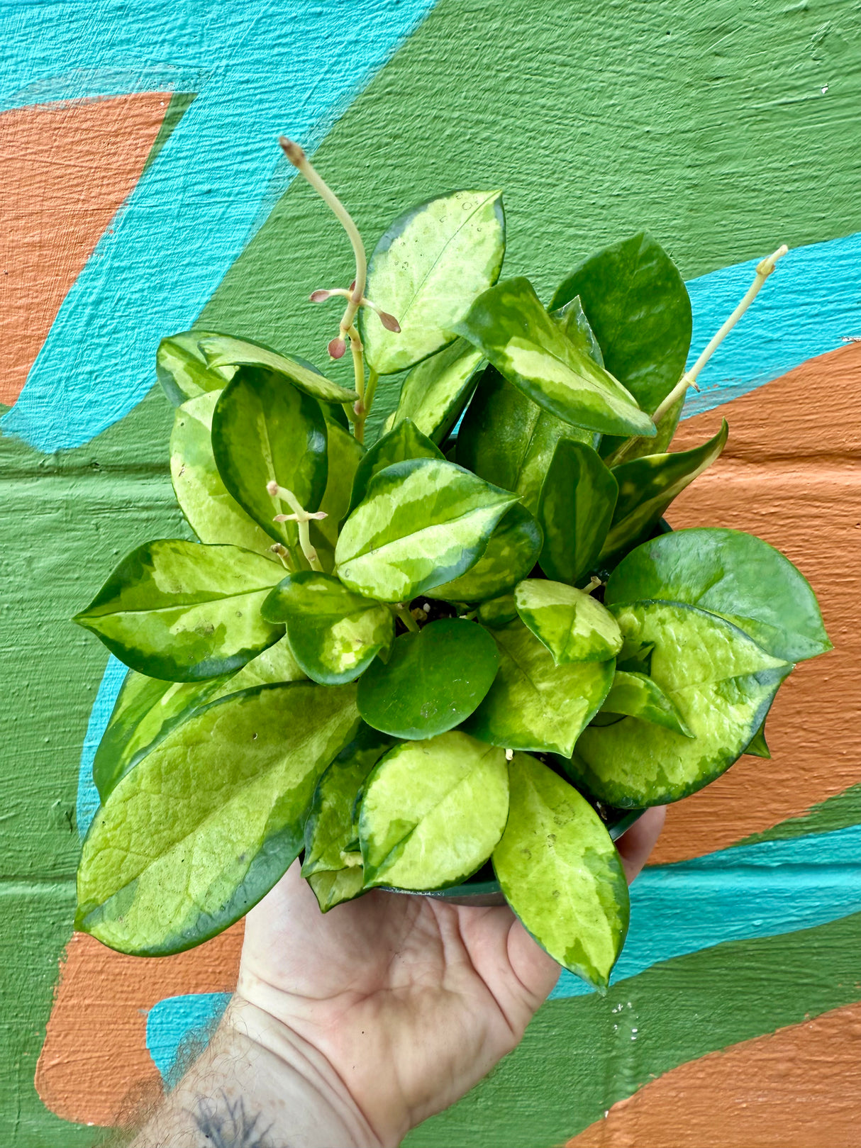 6" Hoya 'Lisa'