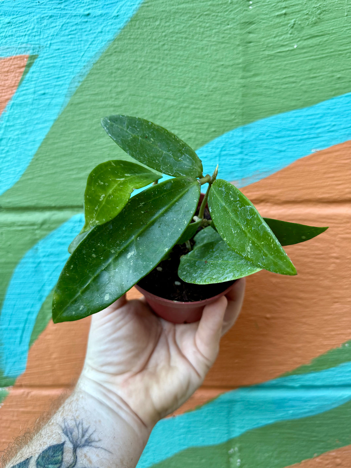 4" Hoya pallida - Canopy Plant Co.