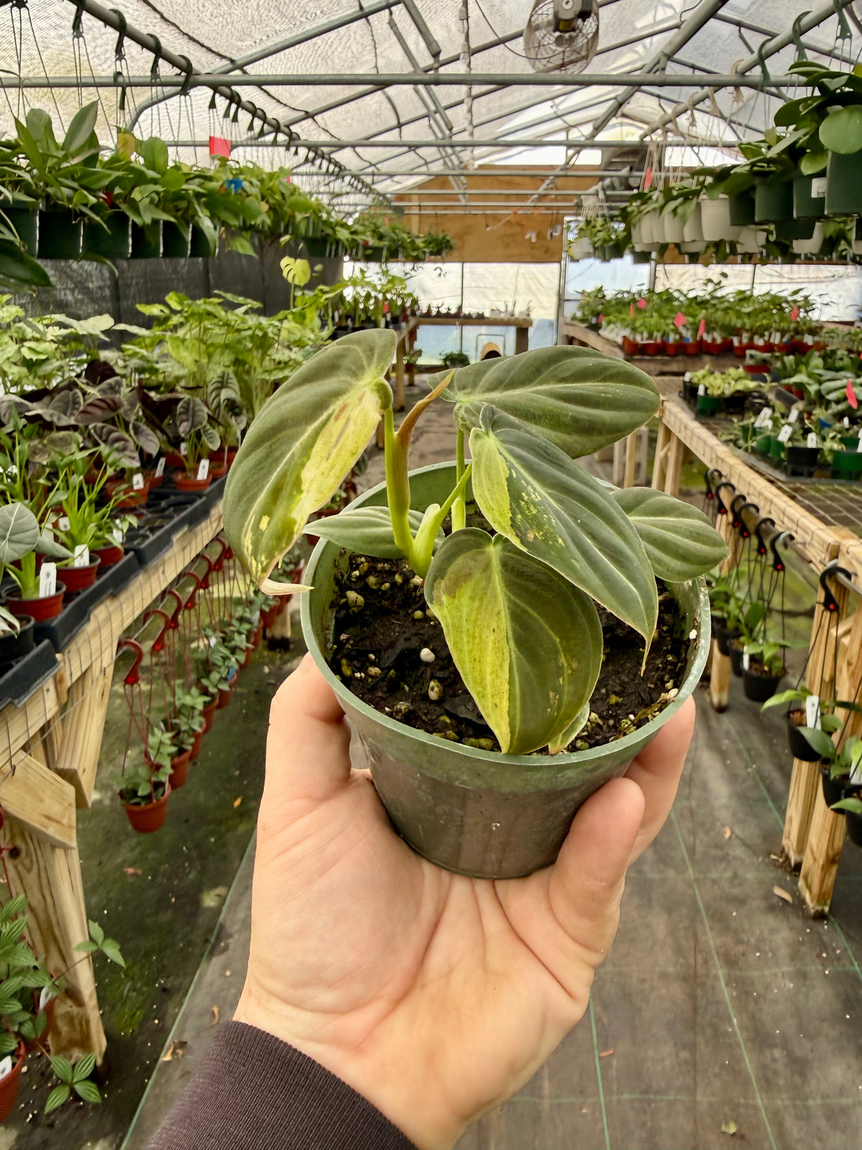 4" Philodendron melanochrysum variegated - Canopy Plant Co.