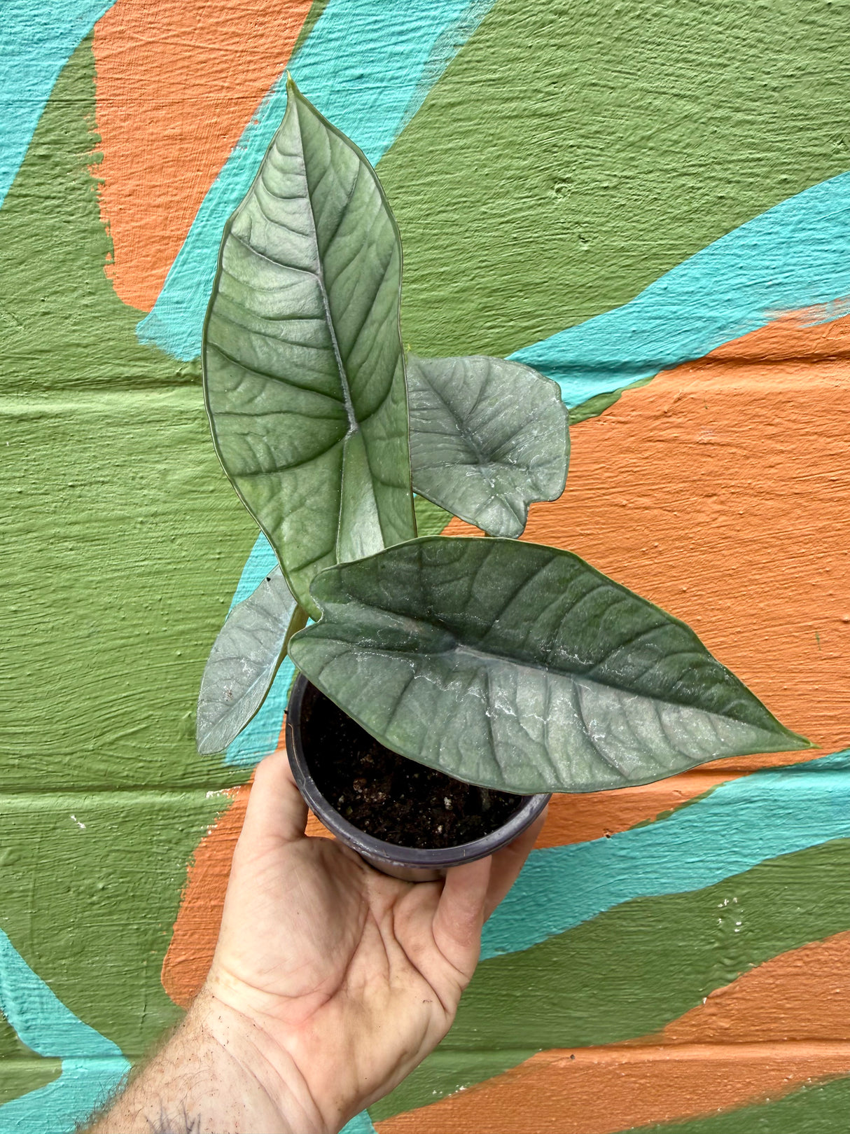 4" Alocasia ‘Platinum’ - Canopy Plant Co.