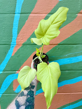 4" Philodendron warszewicsii aurea - Canopy Plant Co.