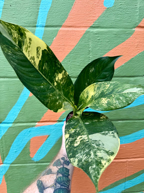 4" Dieffenbachia 'Big Ben' variegated - Canopy Plant Co.
