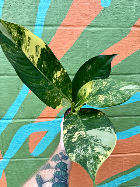 4" Dieffenbachia 'Big Ben' variegated - Canopy Plant Co.
