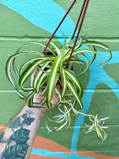 4" Spider Plant 'Bonnie' hanging basket - Canopy Plant Co.