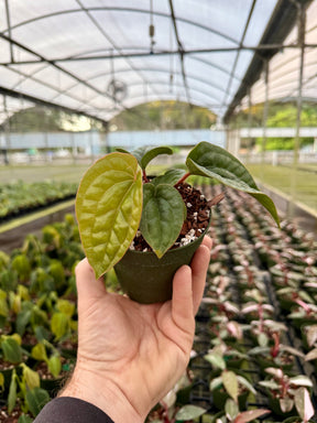 4” Anthurium radicans x luxurians - Canopy Plant Co.