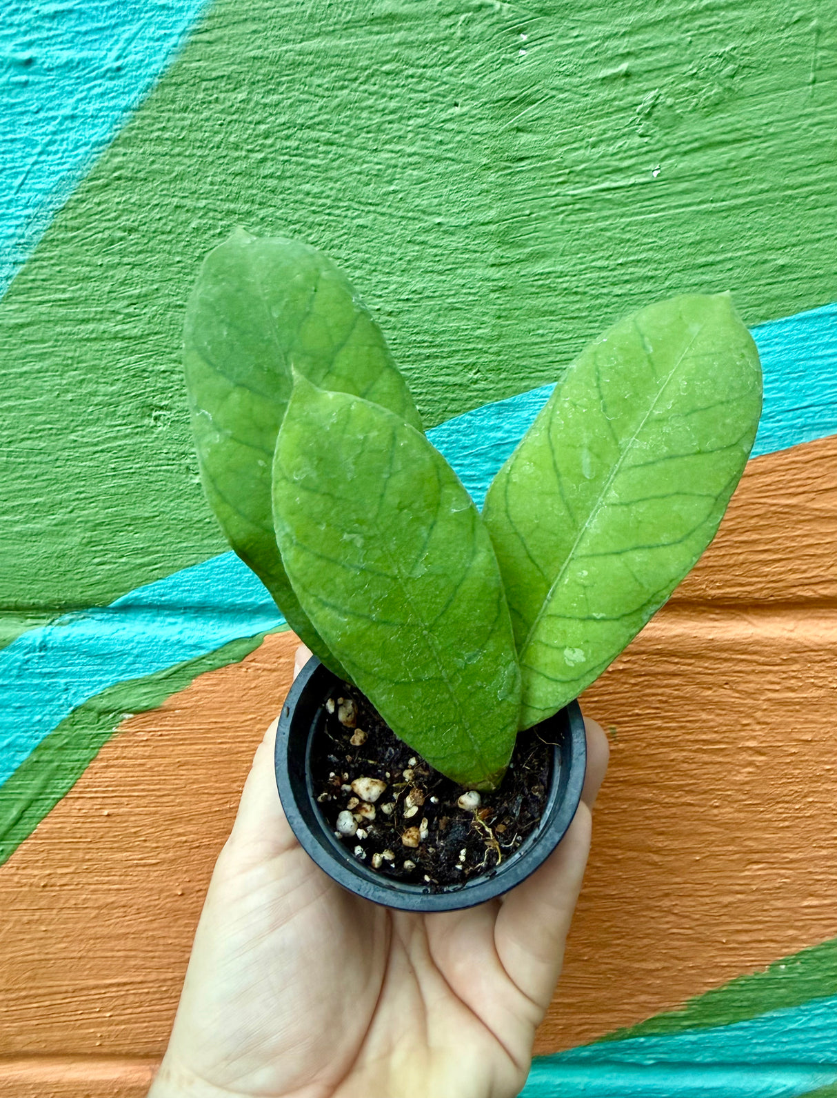 3” Hoya sp. Sabah (RP-013)