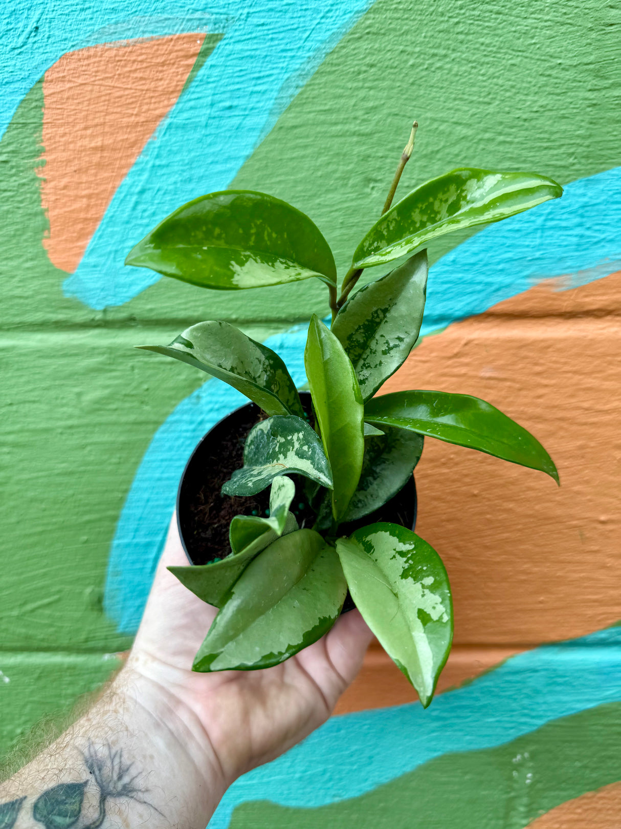4” Hoya ‘Silver Moon’