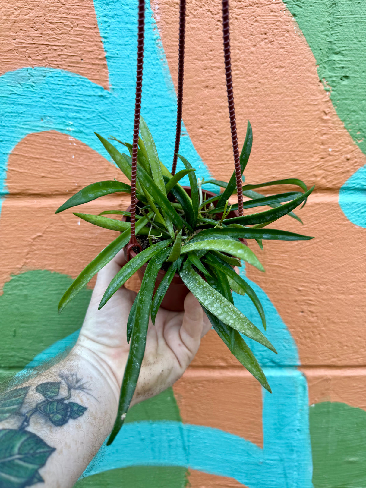 4" Hoya shepherdii hanging basket - Canopy Plant Co.