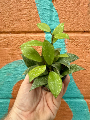 3" Hoya nabawanensis 'Splash' - Canopy Plant Co.