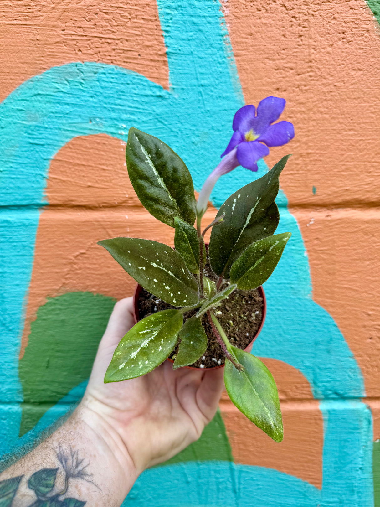 4" Michaelmoelleria vietnamensis