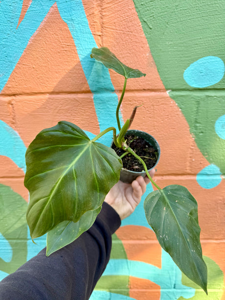 4" Philodendron corsinianum (P. pinnatifidum x P. verrucosum) - Canopy Plant Co.