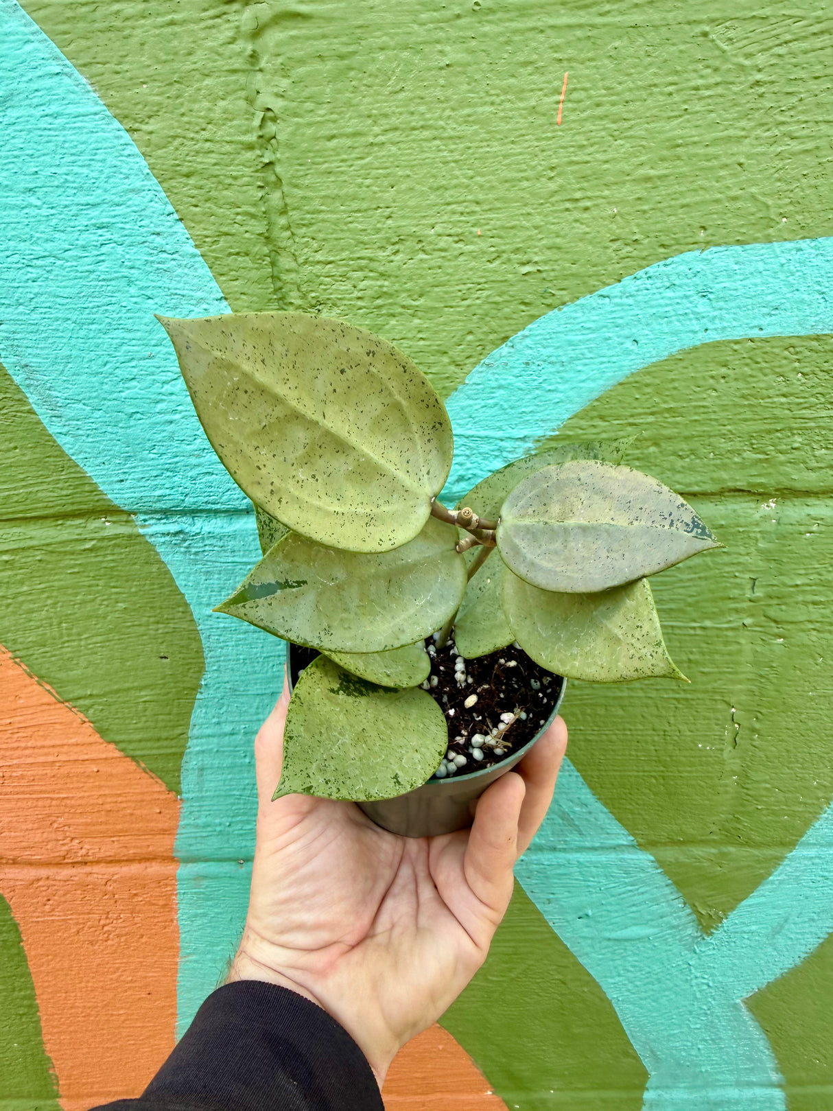 4" Hoya verticillata 'Silver Heart'