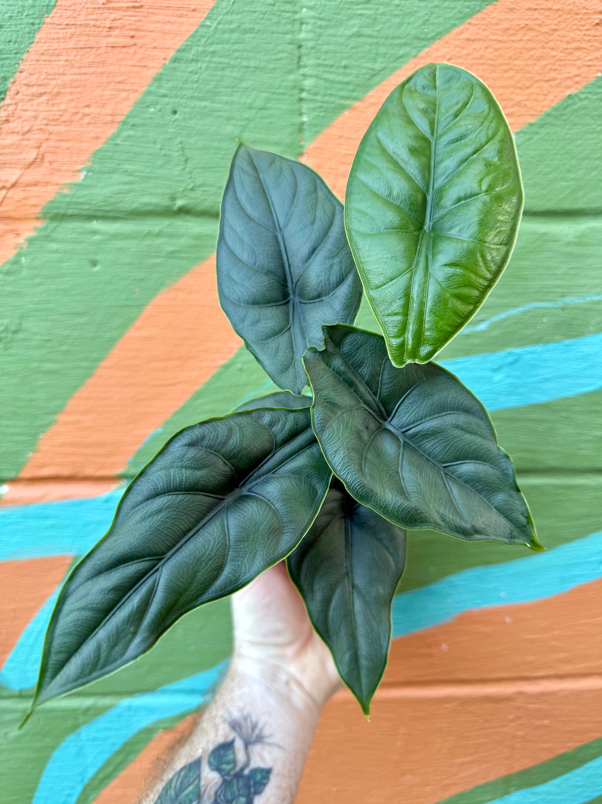 4” Alocasia puncakborneensis - Canopy Plant Co.