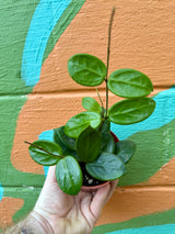 4" Hoya vangviengiensis hanging basket - Canopy Plant Co.