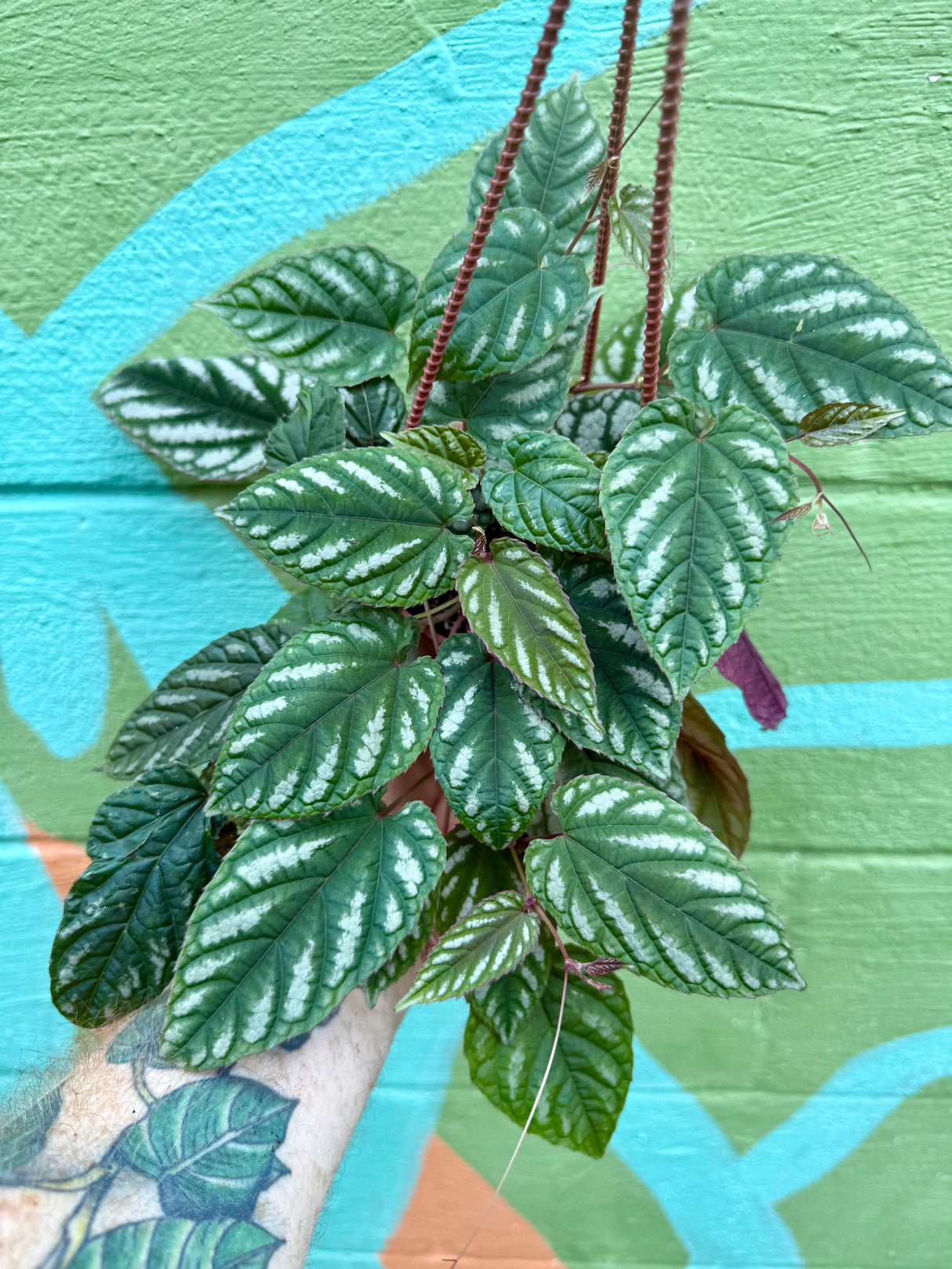 4" Cissus discolor hanging basket