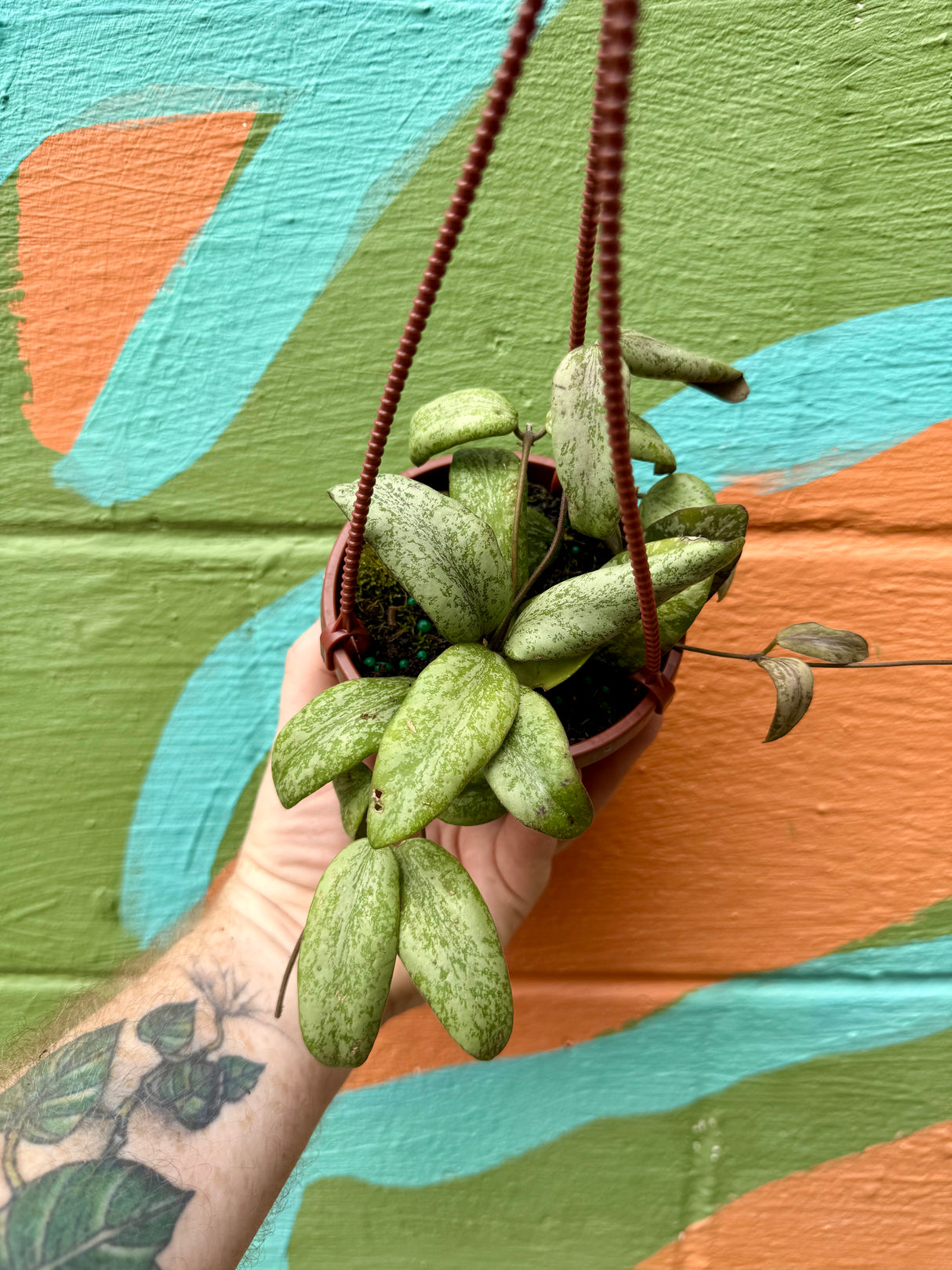 4" Hoya sigillatis sp. Borneo (round form) hanging basket