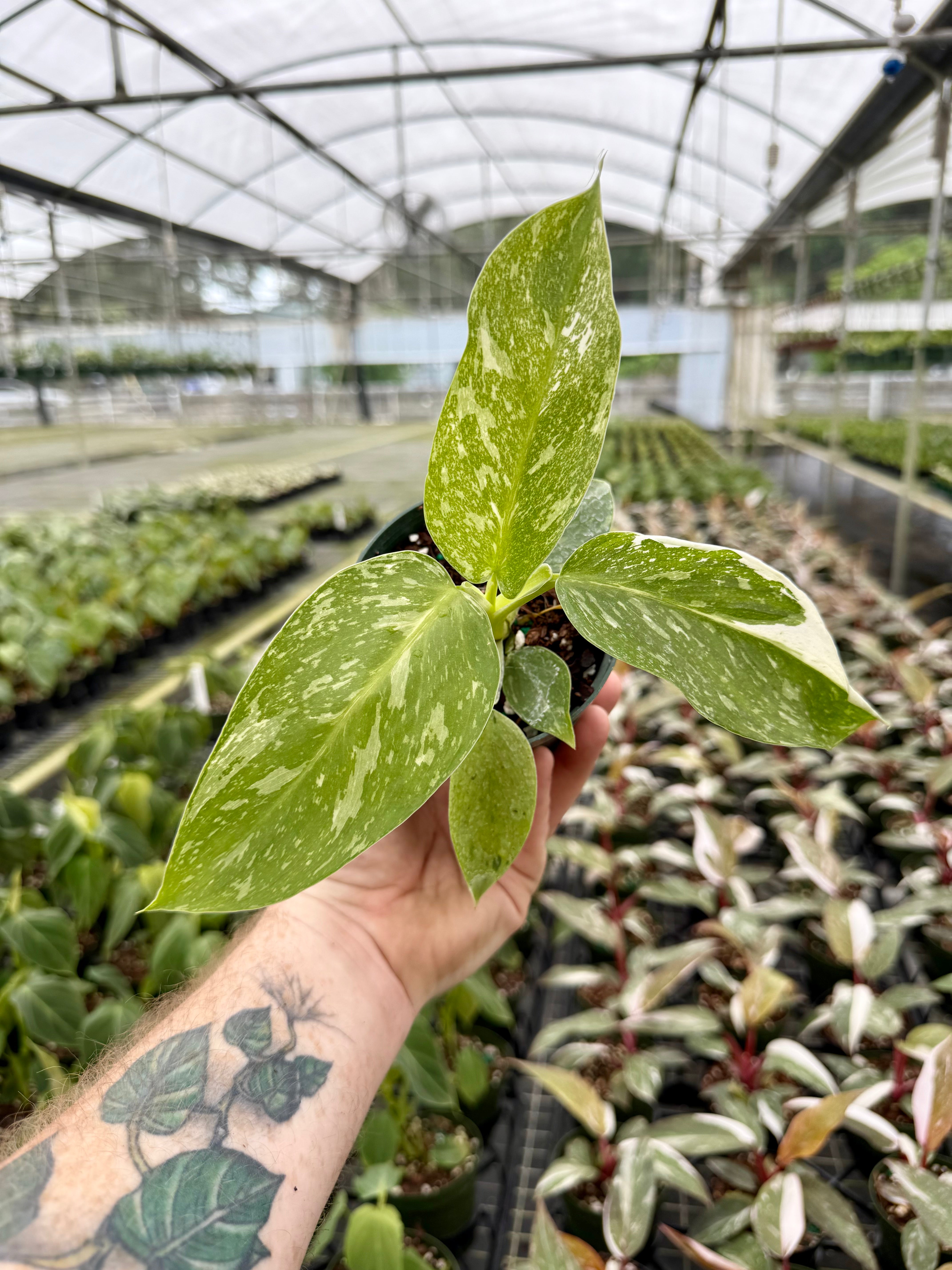 Philodendron Jose Buono - Thumbnail 2