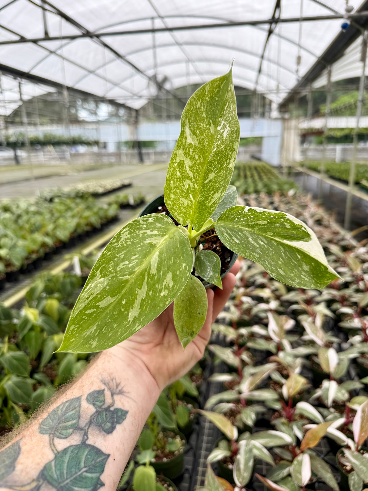 4" Philodendron ‘Jose Buono’