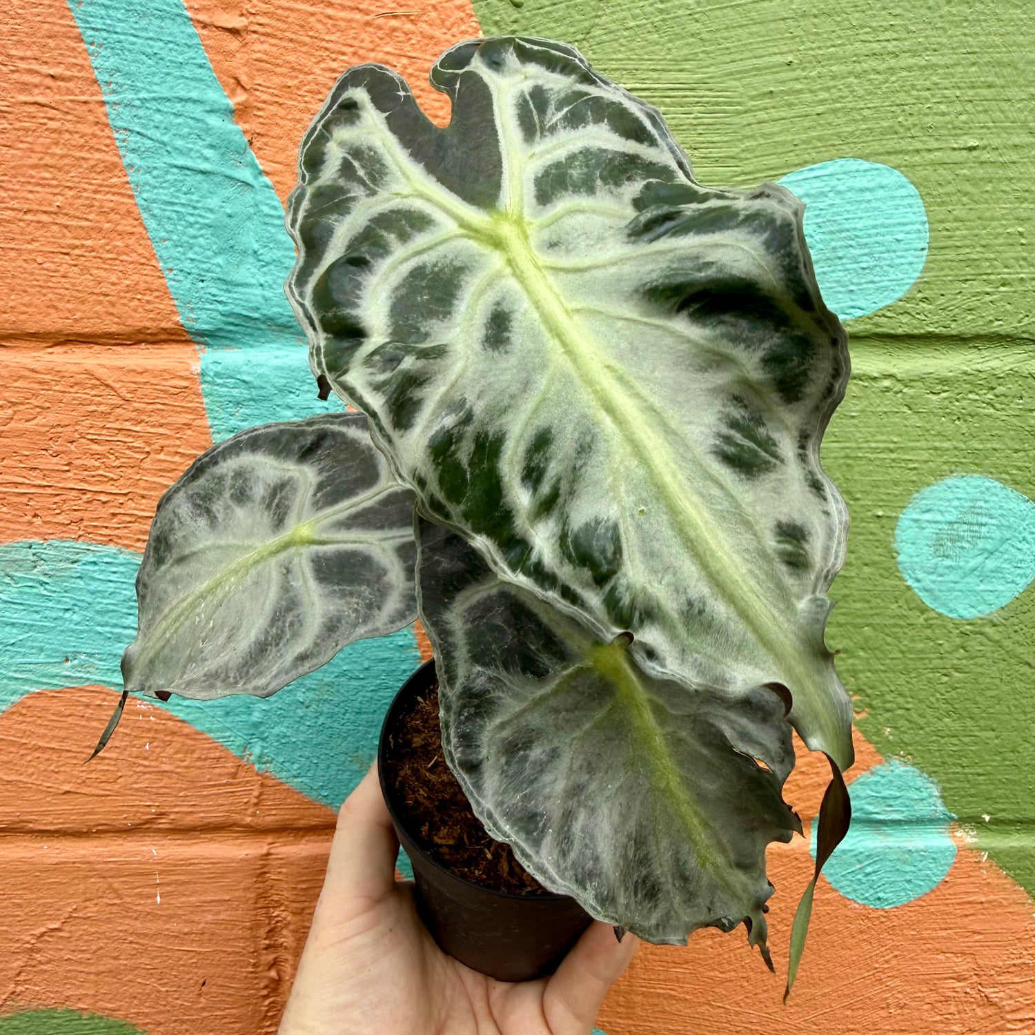 4" Alocasia 'Venom' - Canopy Plant Co.