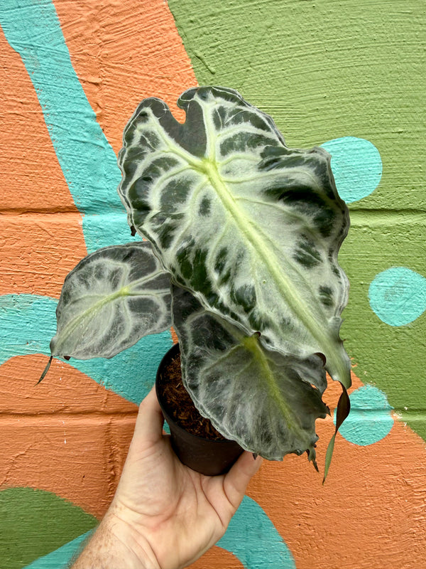 モンステラ・ポトス Alocasia Venom 4
