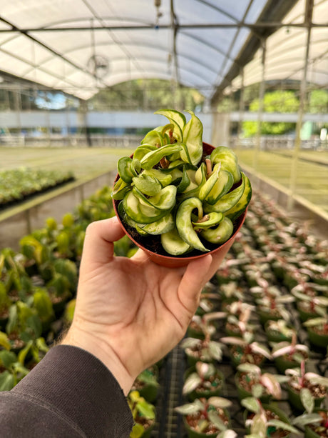 4" Hoya compacta 'Mauna Loa' (inner variegated) - Canopy Plant Co.