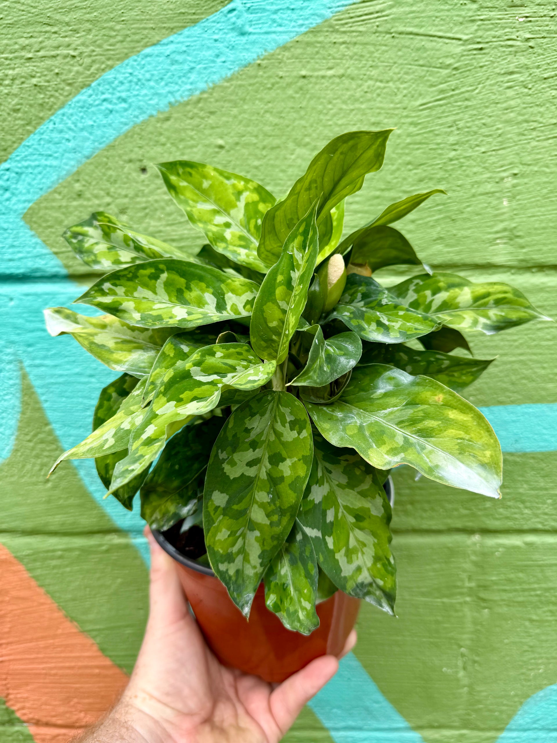 【 あられ】 Aglaonema pictum FullSizeRender_df86cff9-59a0-