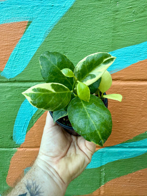 4" Hoya ‘Obscura’ outer variegated - Canopy Plant Co.
