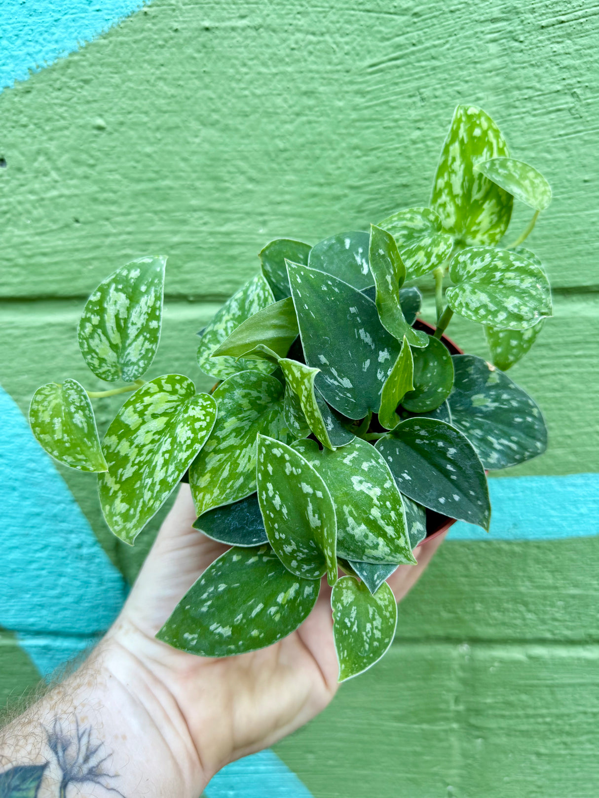 4” Scindapsus 'Tricolor'