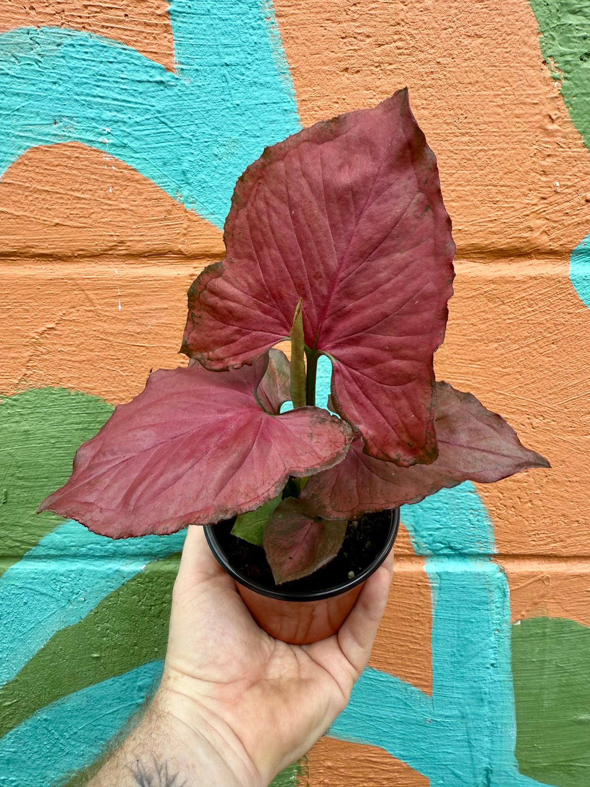 4" Syngonium 'Orm Nak'