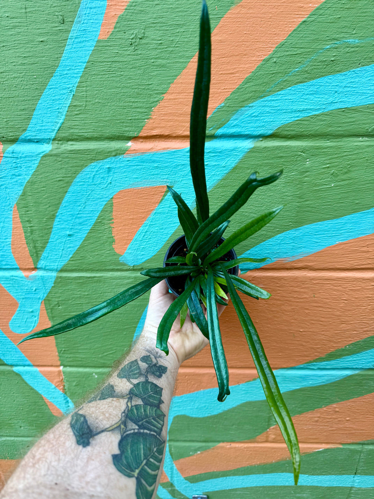 4" Microsorum thailandicum ‘Blue Oil Fern’ - Canopy Plant Co.