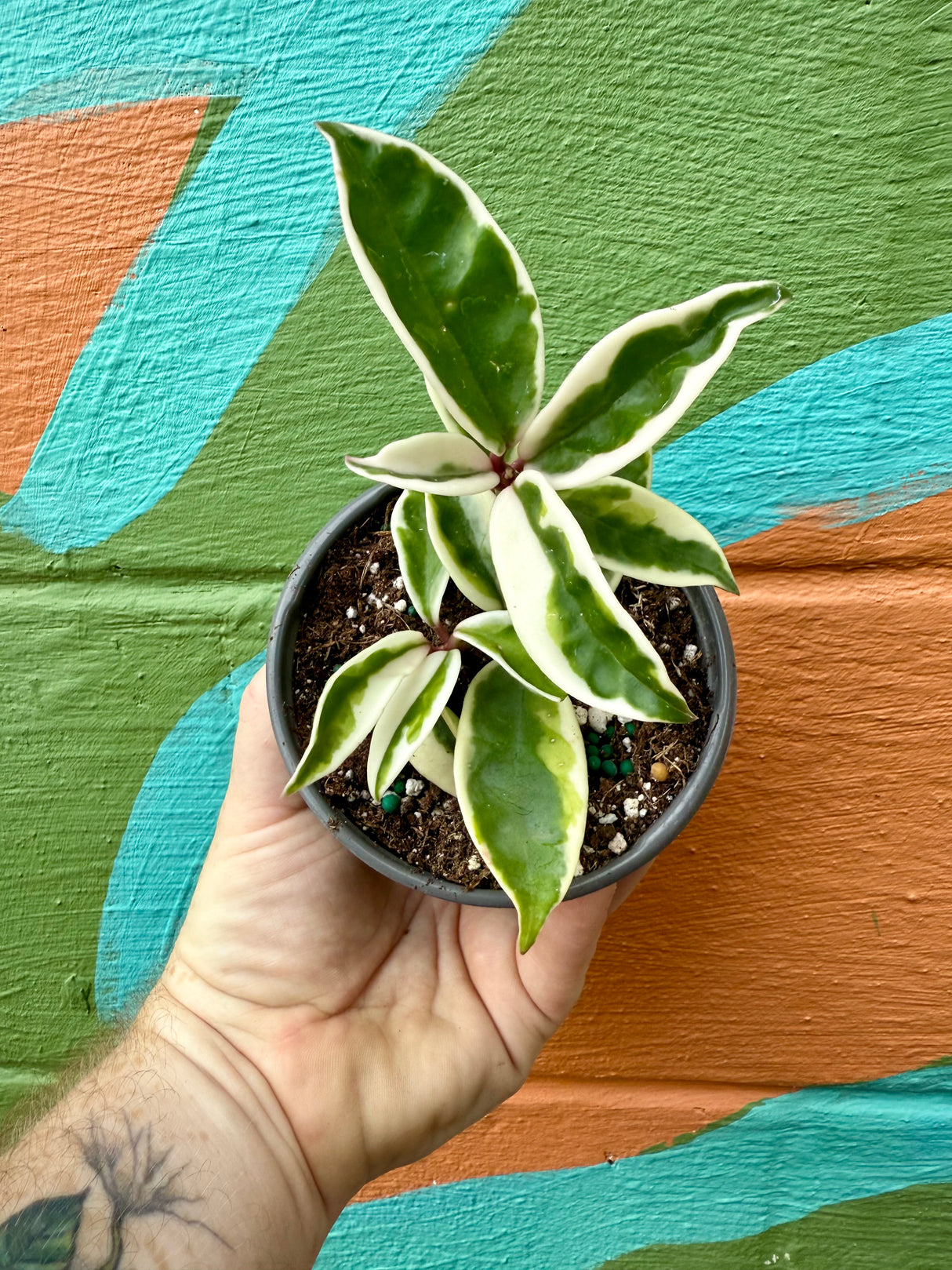 4" Hoya 'Krinkle' outer variegated - Canopy Plant Co.