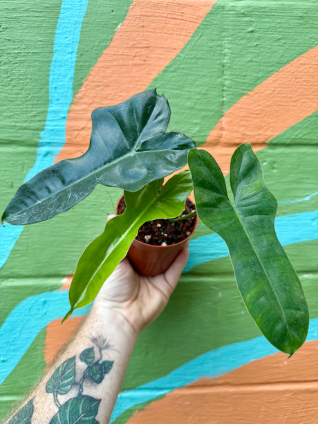 4" Philodendron Florida x billietiae - Canopy Plant Co.