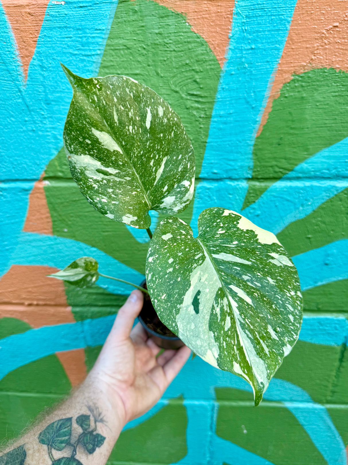 4" Monstera ‘Thai Constellation’