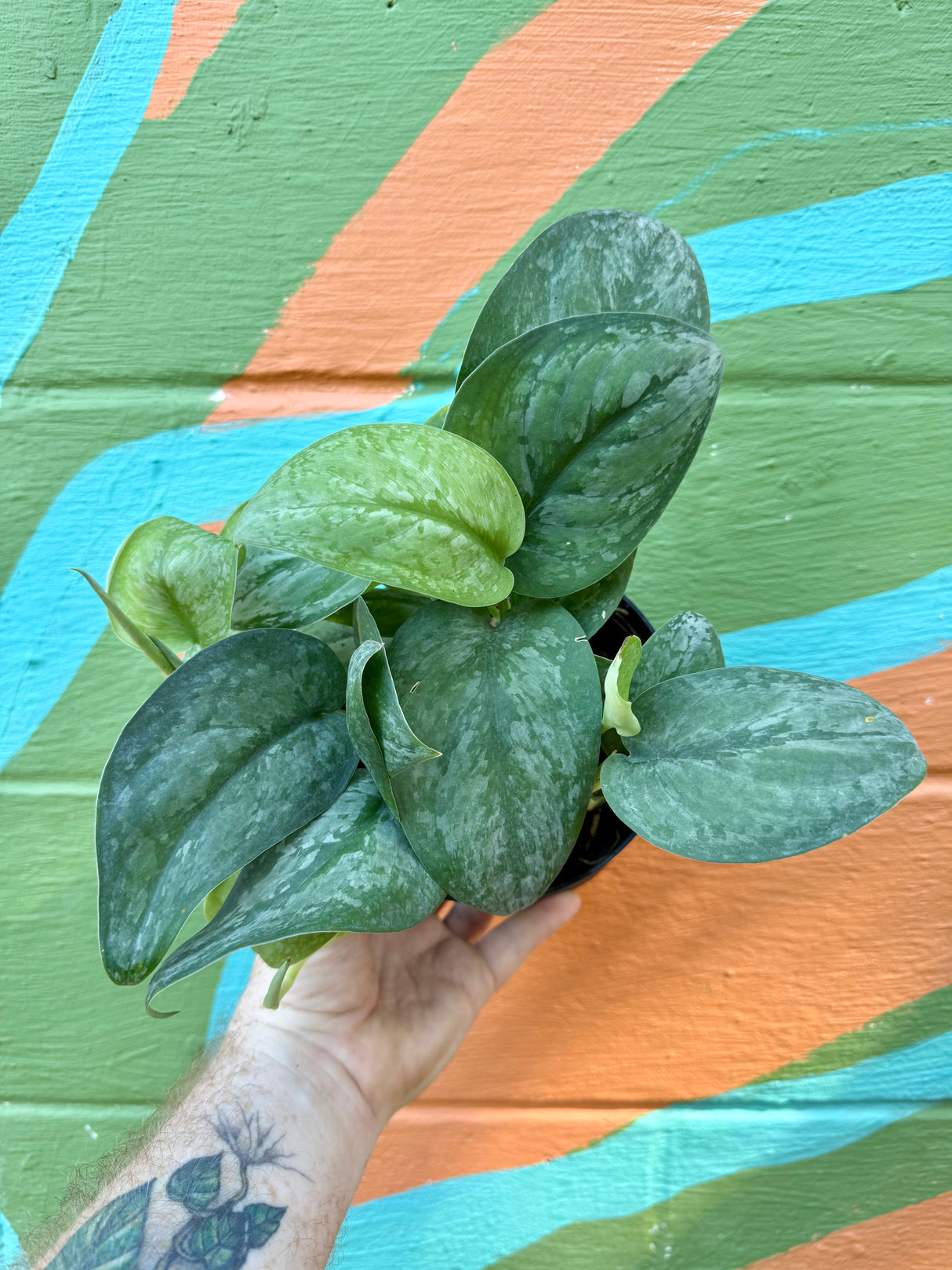 6" Scindapsus 'Mount Salak'