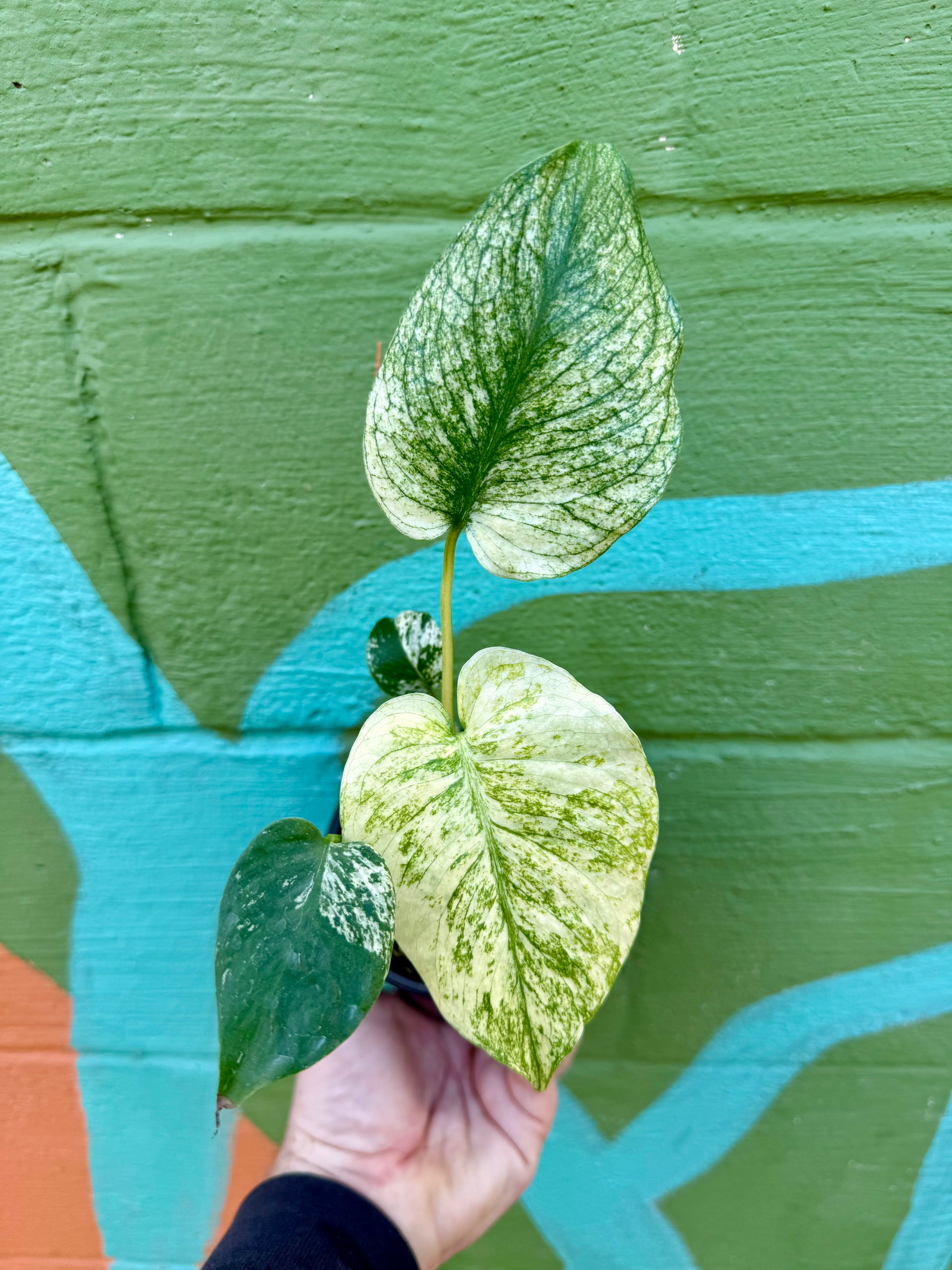 4” Monstera 'Mint' – Canopy Plant Co.