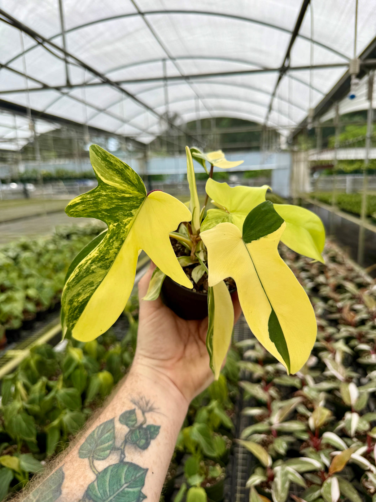 4” Philodendron ‘Florida Beauty’