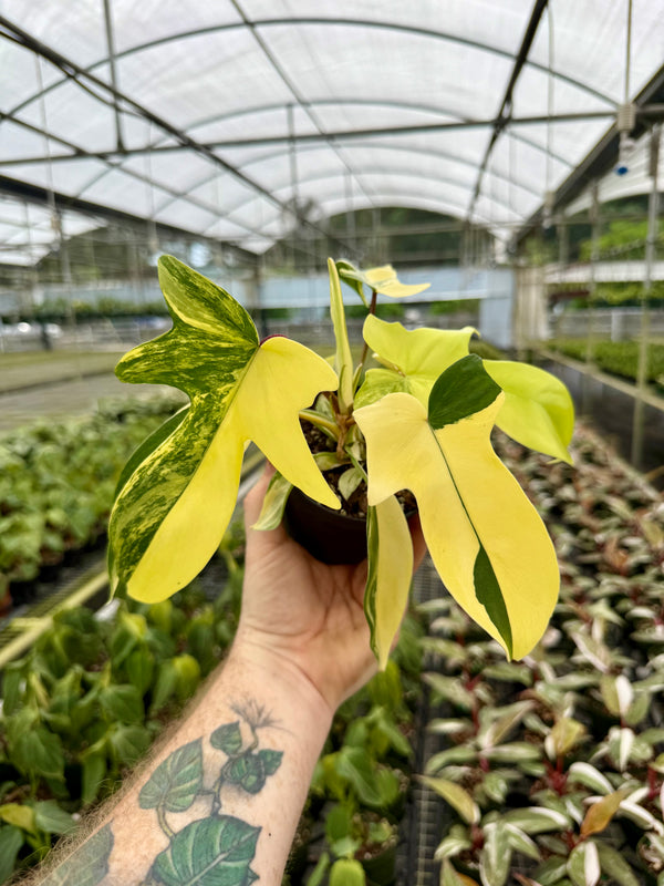 bella philodendron 4” Philodendron 'Florida Beauty' – Canopy Plant Co