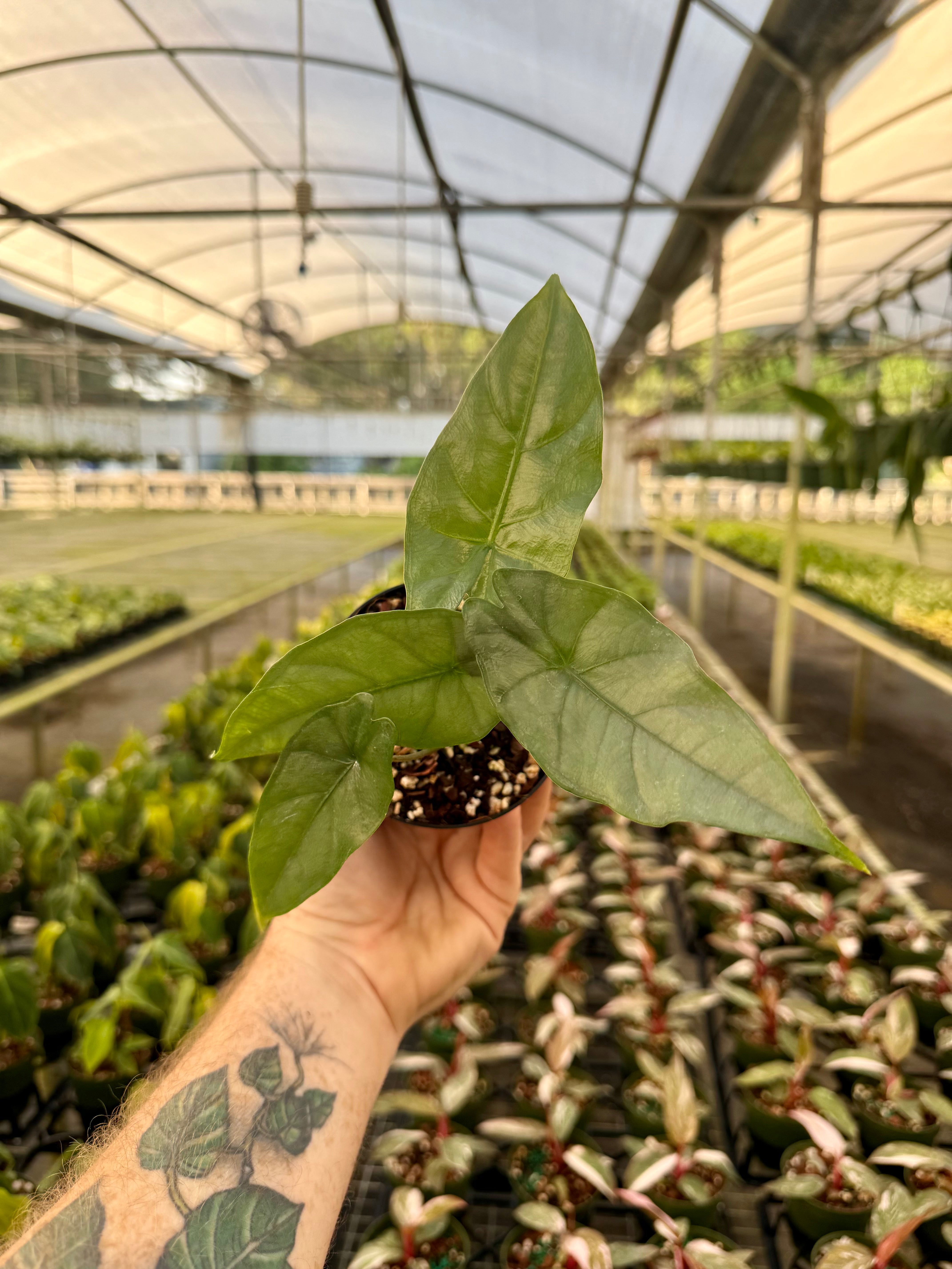 Canopy Plant Co. Alocasia heterophylla Corazon