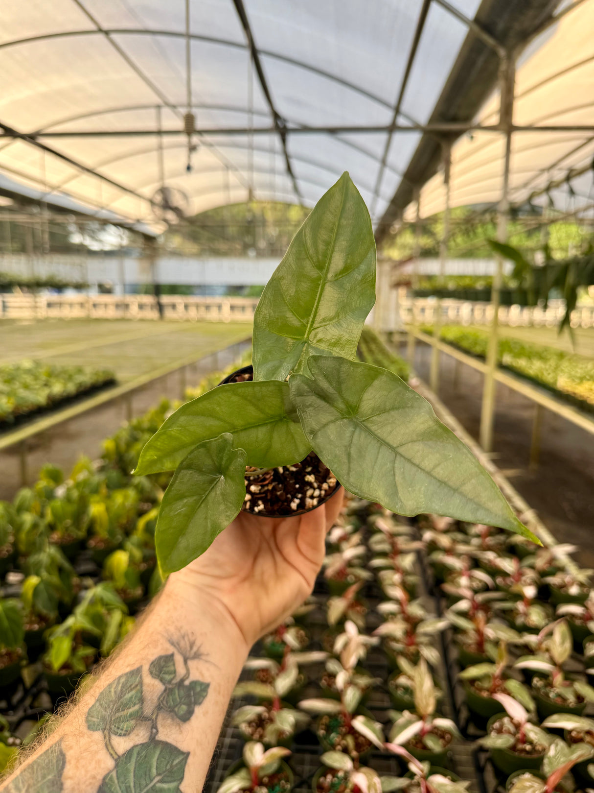 4" Alocasia heterophylla ‘Corazon’ - Canopy Plant Co.