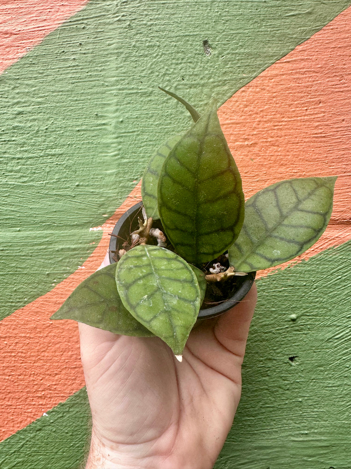3" Hoya callistophylla