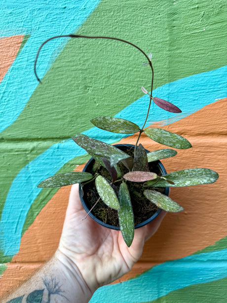 4" Hoya sigillatis - Canopy Plant Co.
