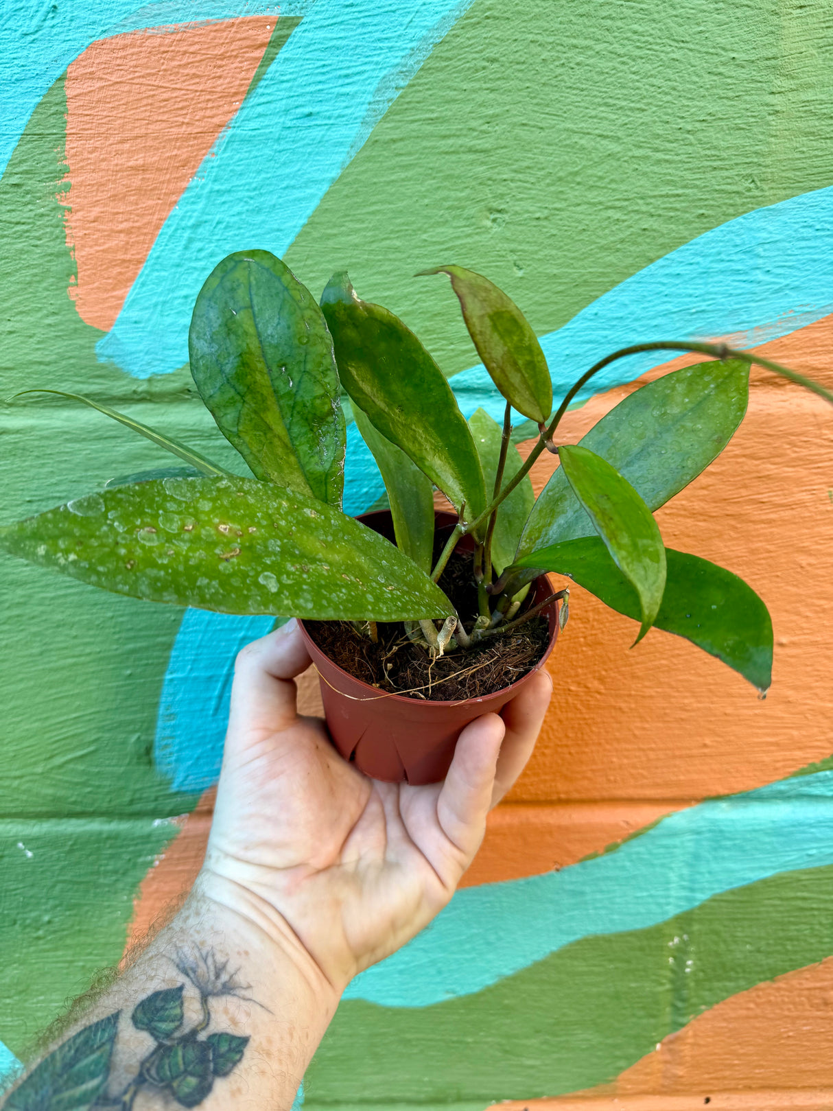 4” Hoya ‘Jennifer’ (incrassata x finlaysonii) - Canopy Plant Co.