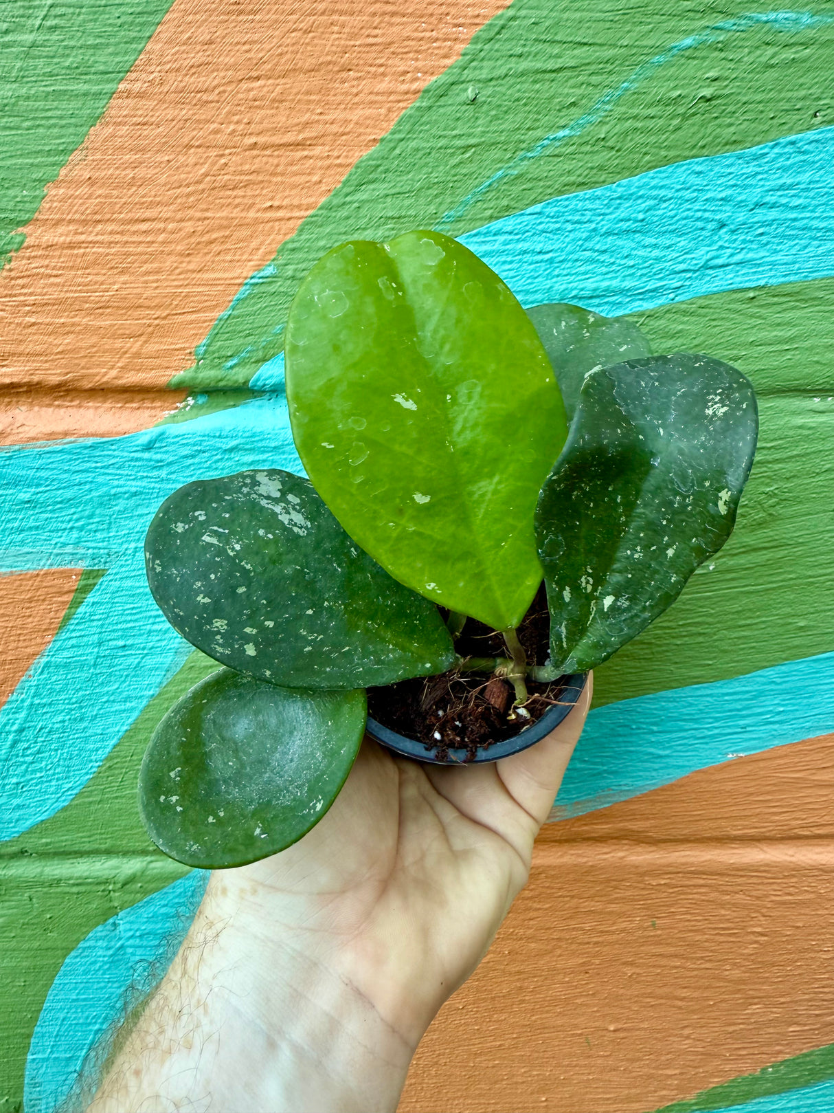 3” Hoya obovata 'Splash'