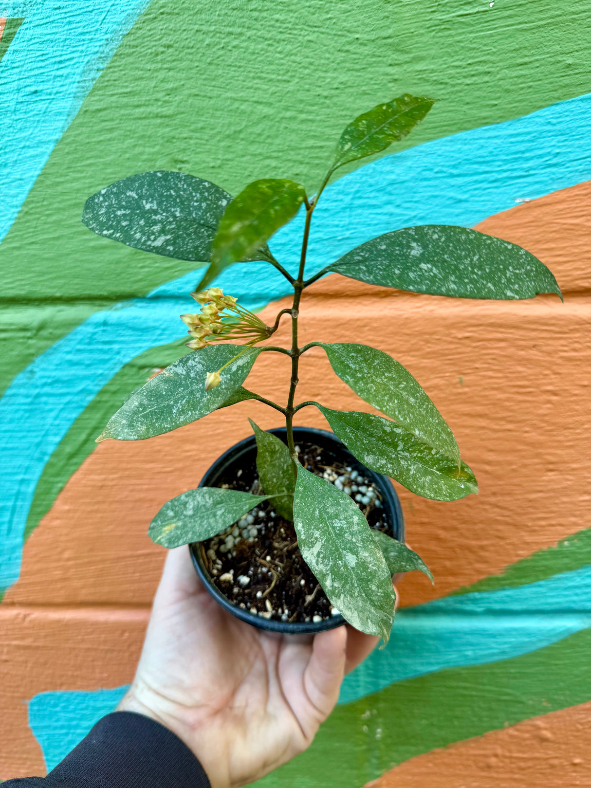 4” Hoya multiflora 'Splash' - Canopy Plant Co.