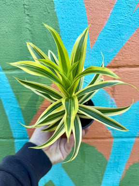 4" Dracaena ‘Song of India’ - Canopy Plant Co.