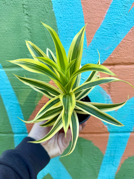 4" Dracaena ‘Song of India’ - Canopy Plant Co.