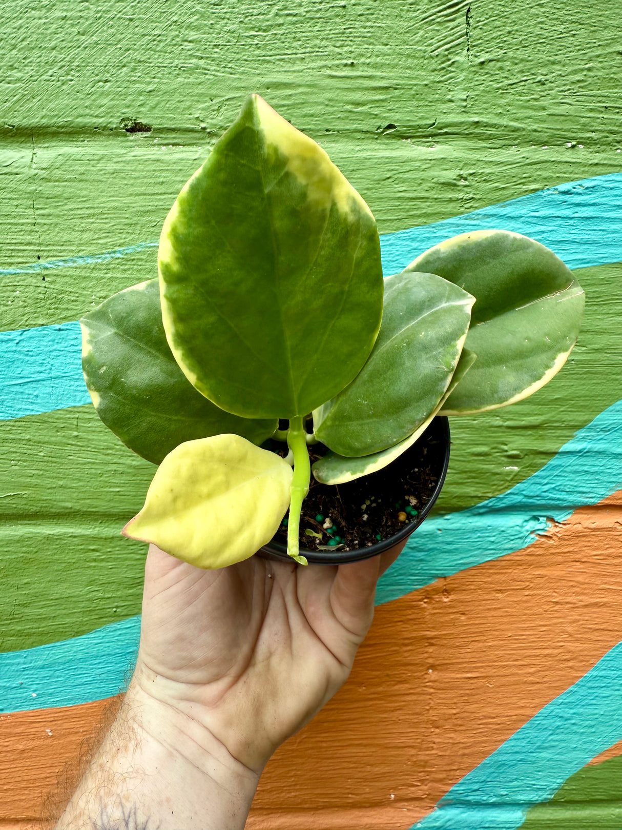 4" Hoya pachyclada outer variegated - Canopy Plant Co.