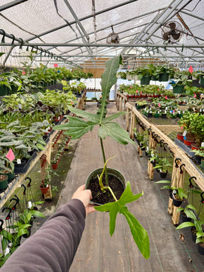 6" Philodendron 'Belle Isle' - Canopy Plant Co.