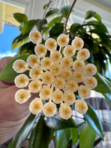 6” Hoya ‘Sunrise’